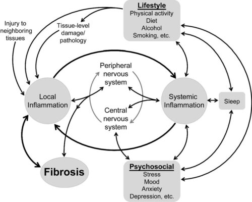 Fascia netwerk,Fascia,Onderzoek fascia