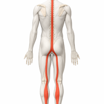 massagetechnieken,spieren,triggerpoint,triggerpoints,fascia